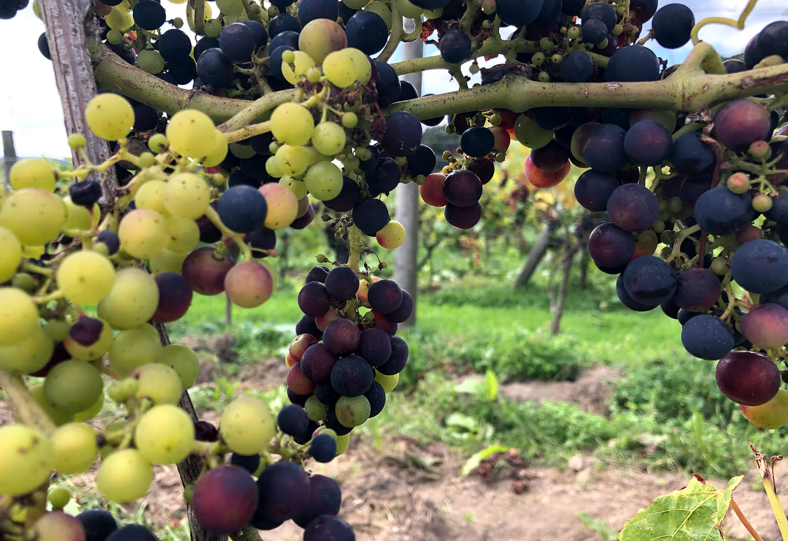A closeup of grapes on the vine