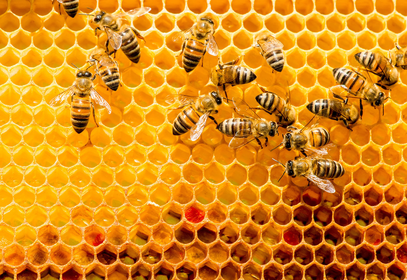 Bees on a vibrant orange honeycomb