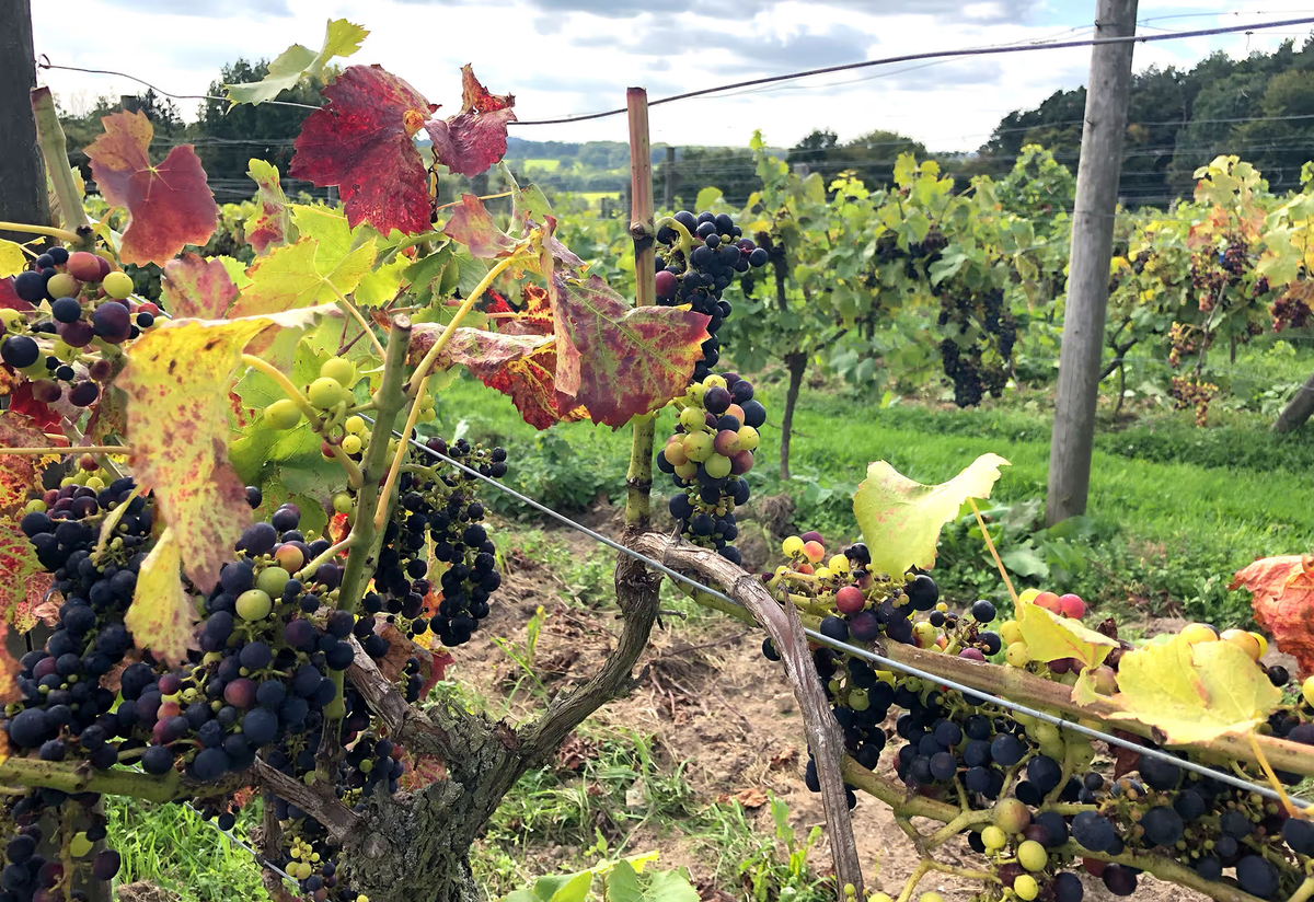 Grapes in a vineyard