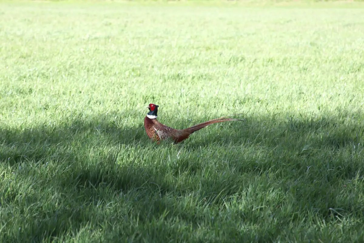 A male common pheasant with a red face and long barred tail standing in a green grassy field.