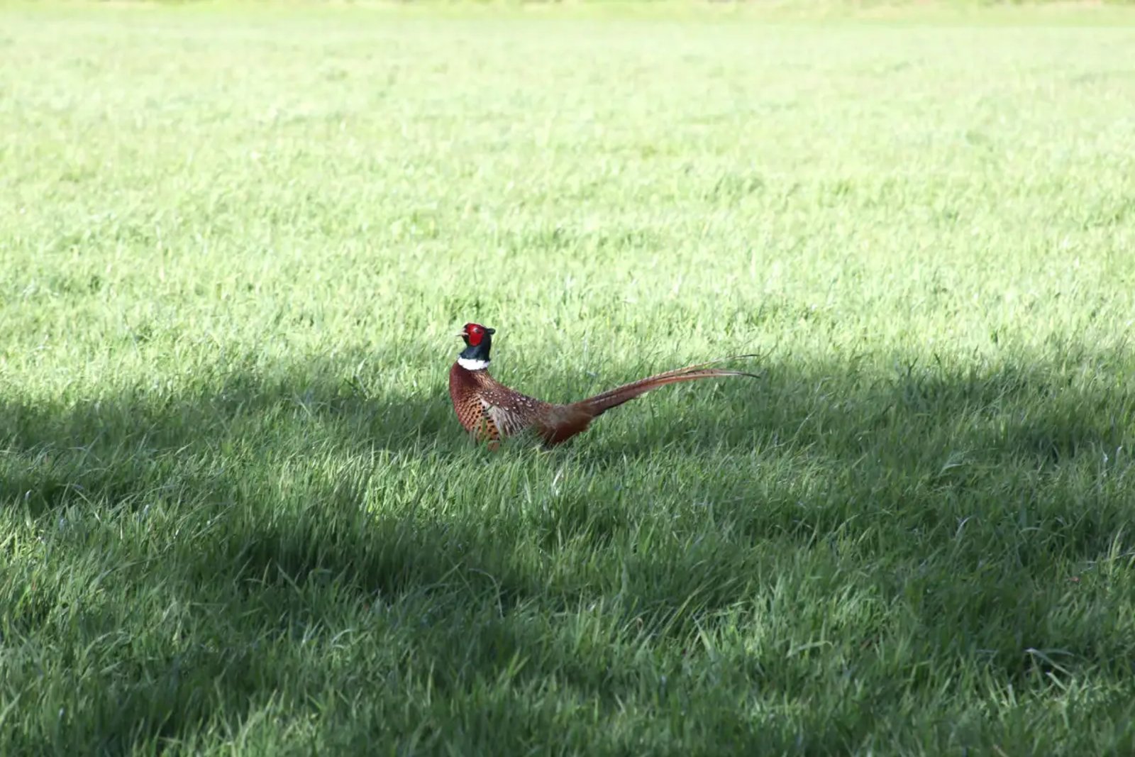 A male common pheasant with a red face and long barred tail standing in a green grassy field.