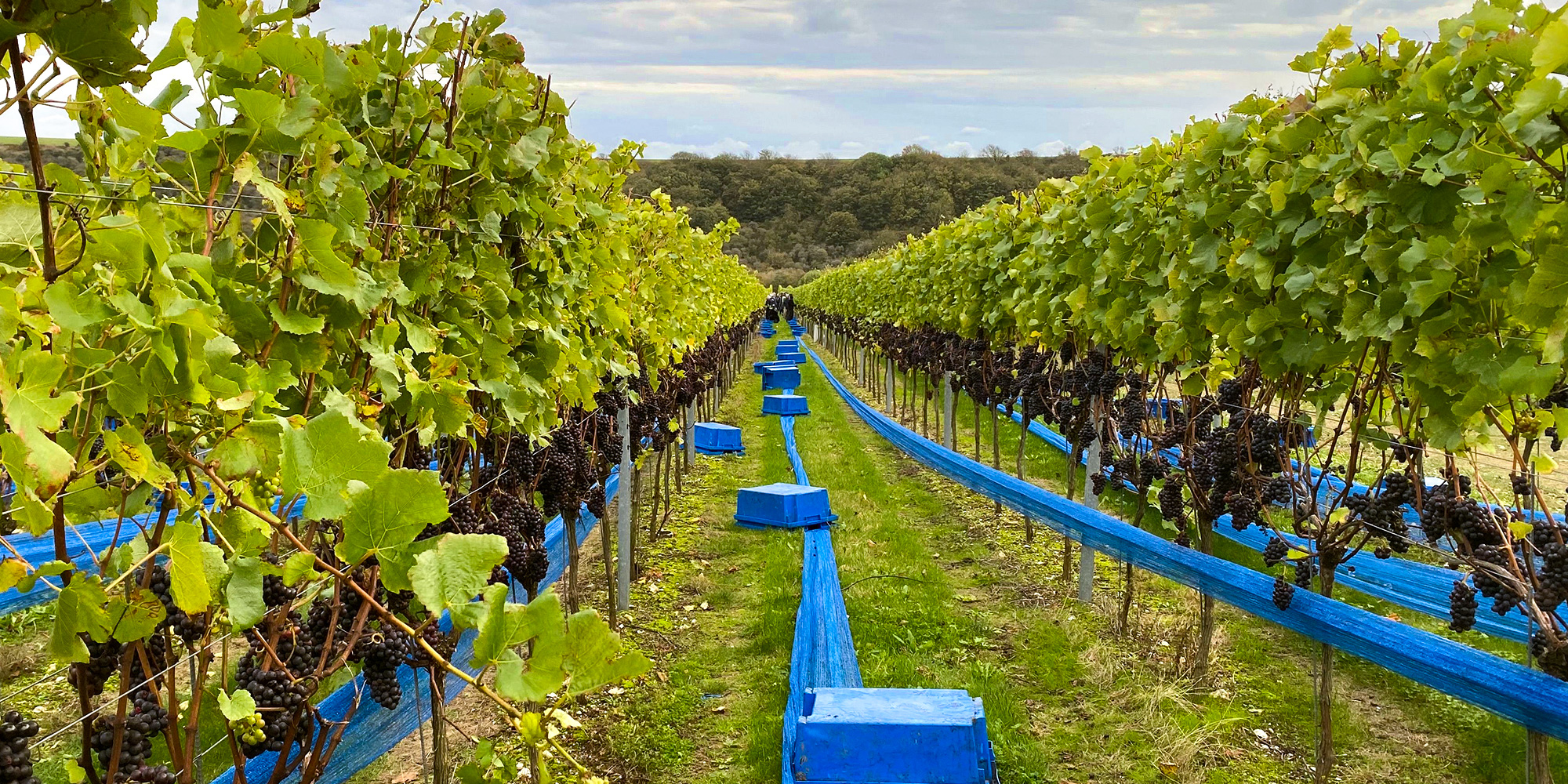A vineyard