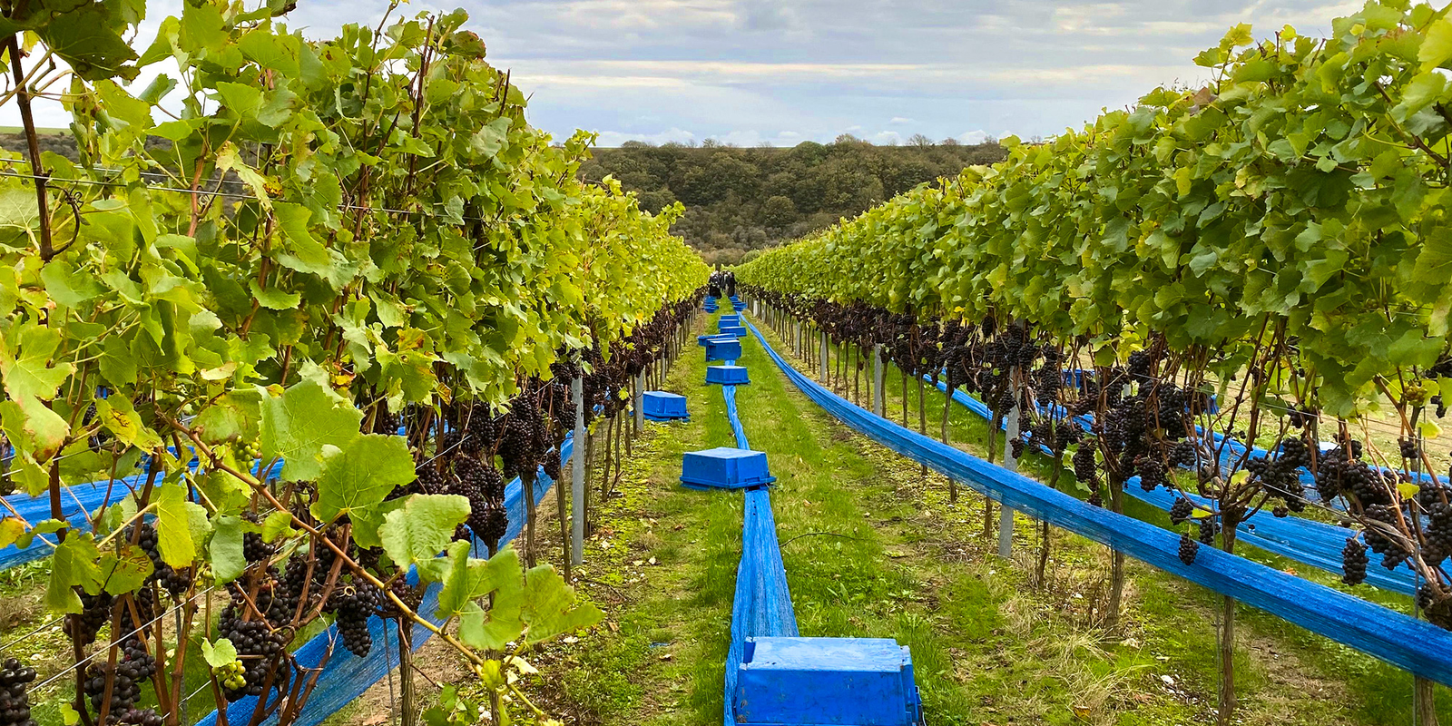 A vineyard