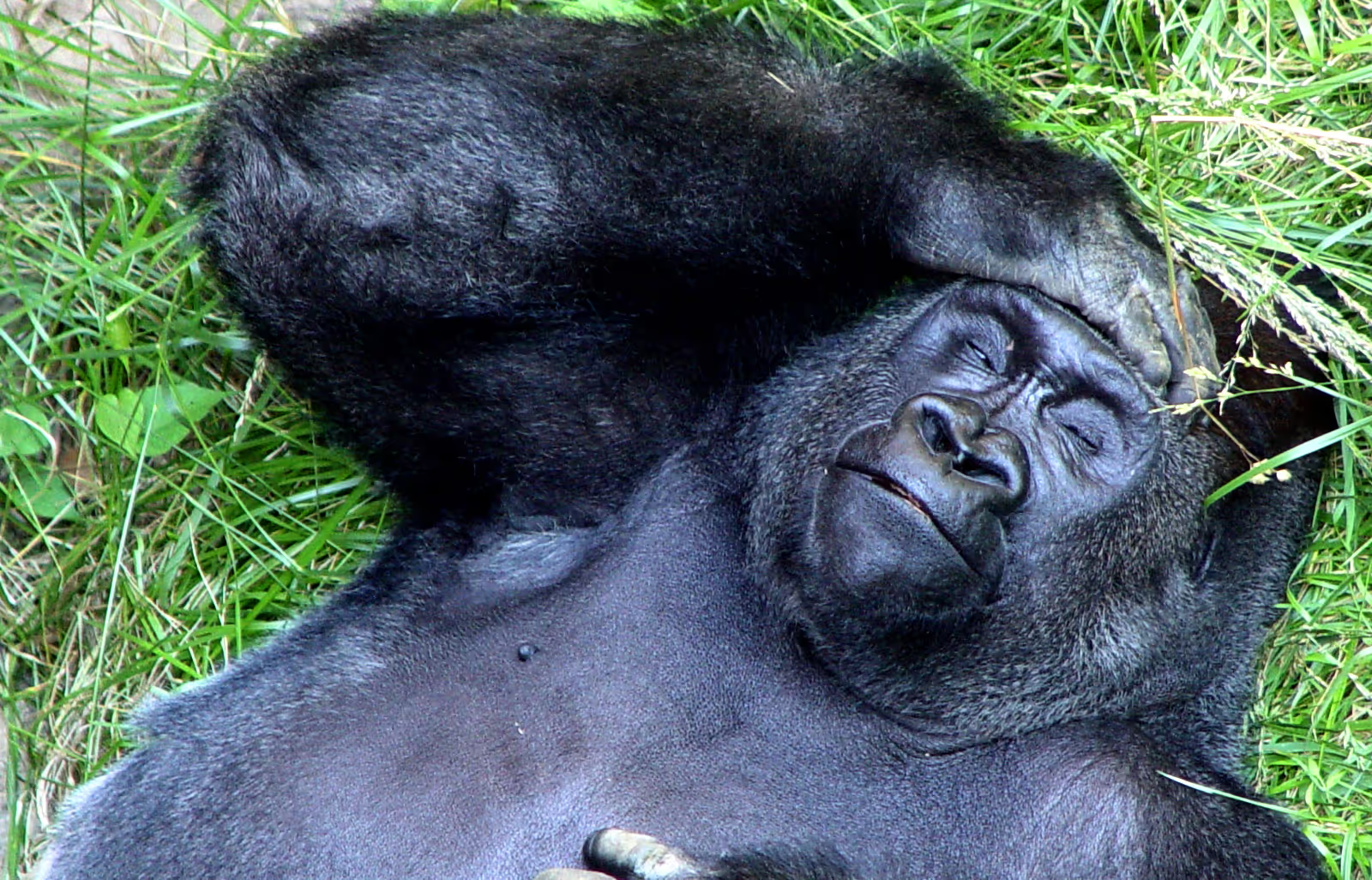 A gorilla lounging in the sun