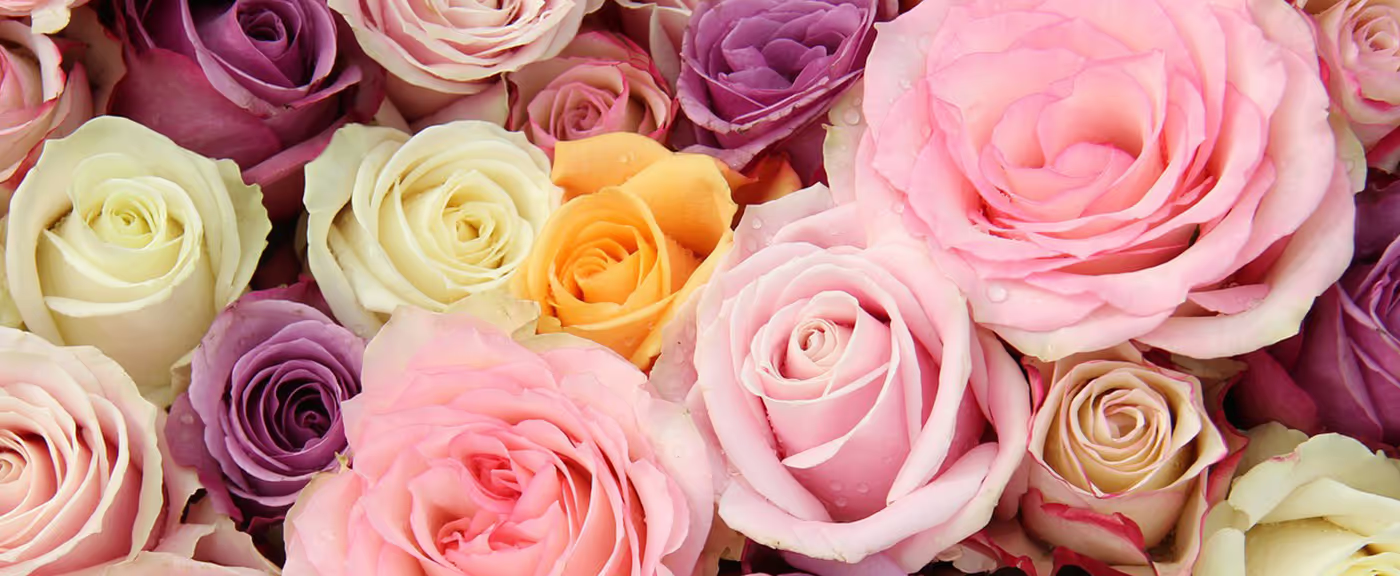 Roses of various colours
