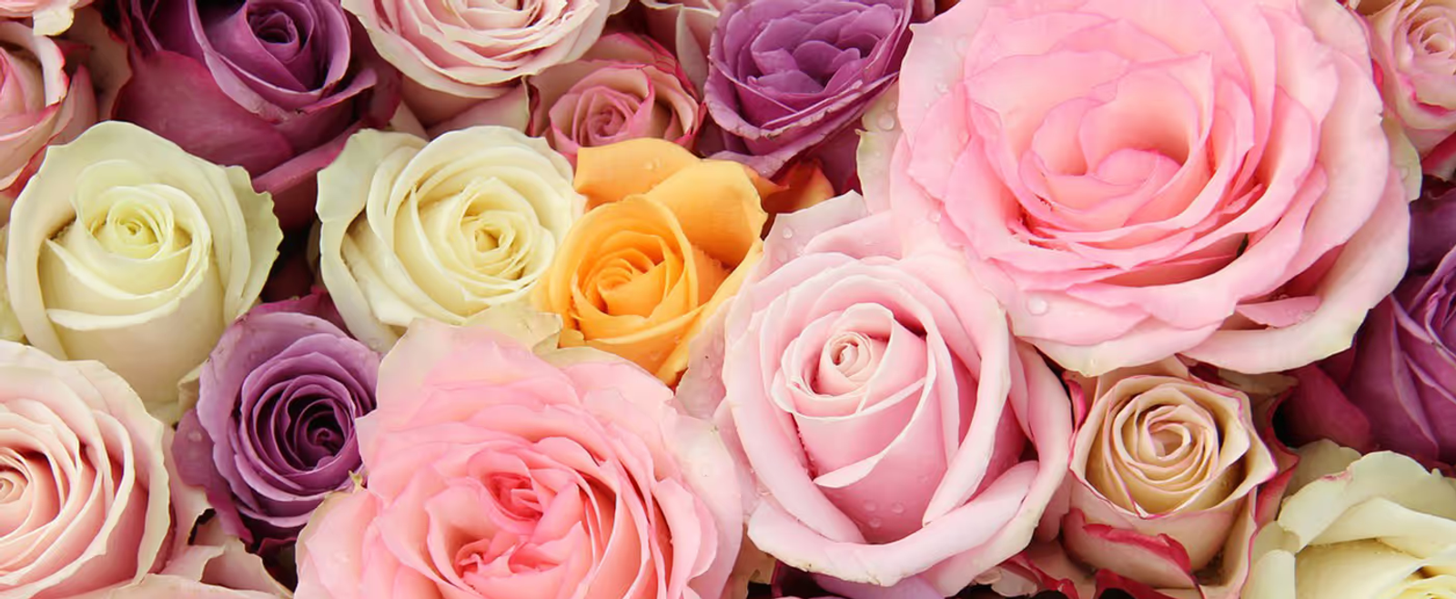 Roses of various colours