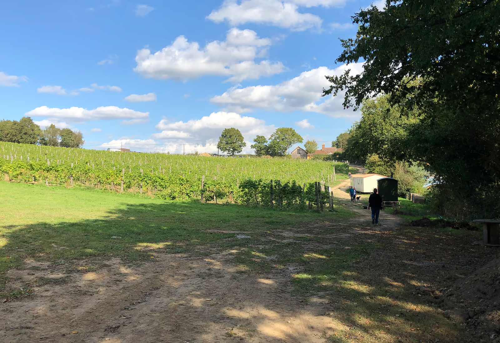 A shot of rows of vineyards in the sun