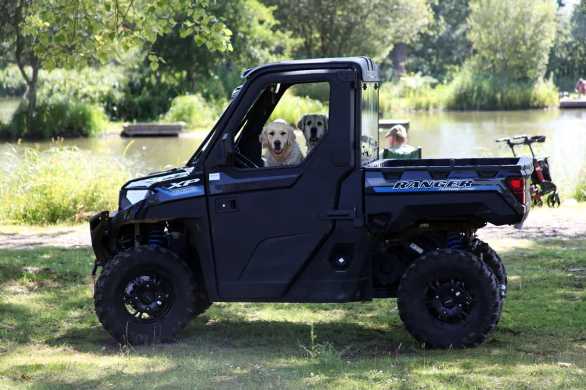 Two dogs in a buggy