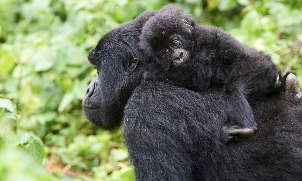 A gorilla with a baby gorilla on its back