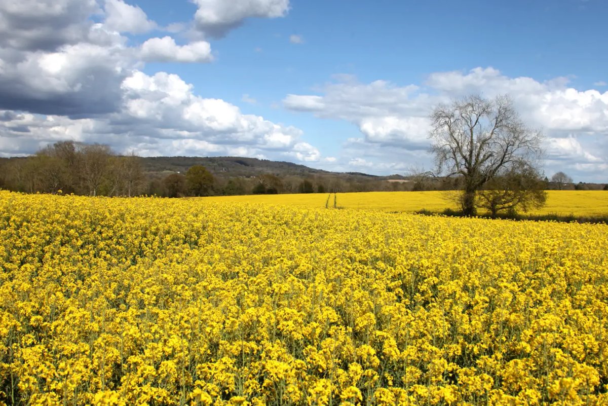 A wide landscape of a bright yellow rapeseed field in bloom under a blue sky with white clouds.