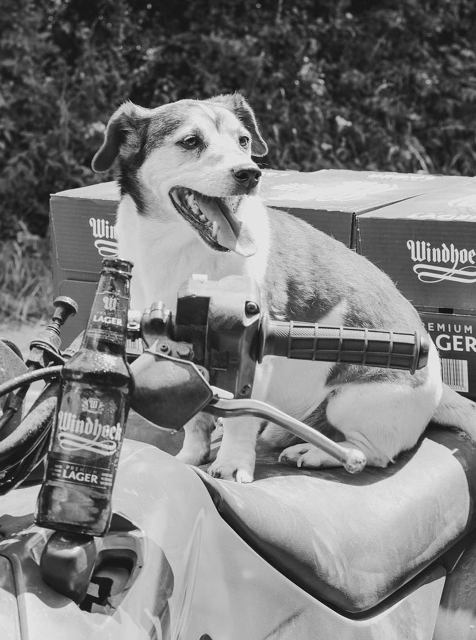 A dog on a Wingtip Brewery motorcycle