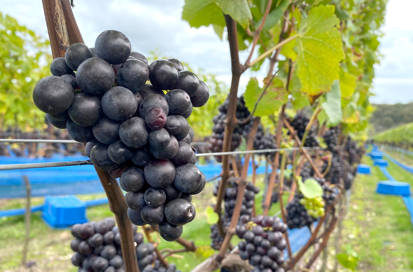 A closeup of the grapes used for making wine at Rathfinny