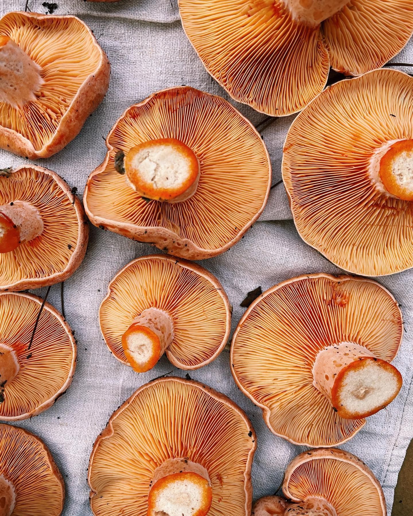 Foraged saffron milk cap mushrooms laid gill-side up on linen