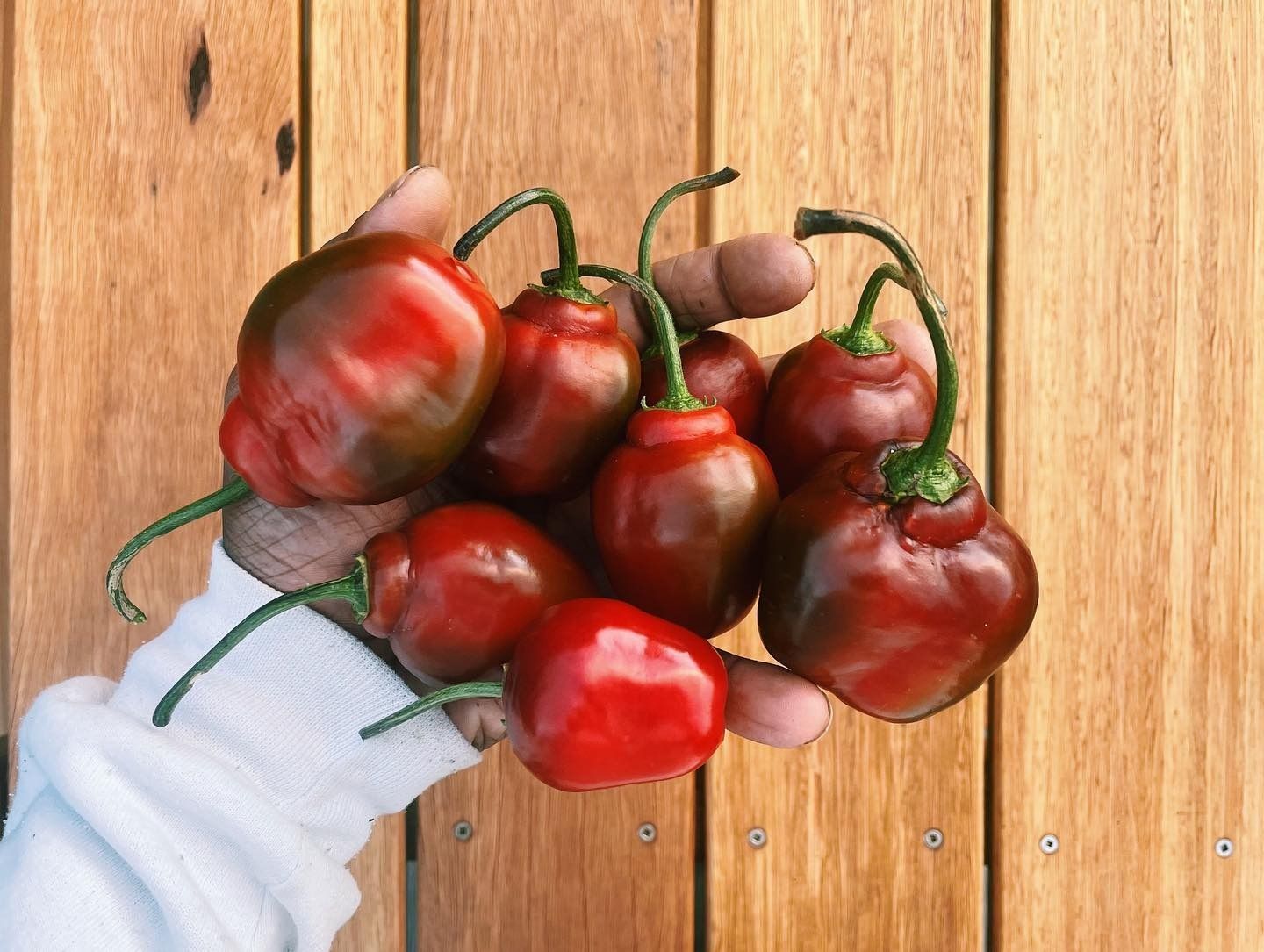 Deep red capsicums with long green stems held over oiled timber