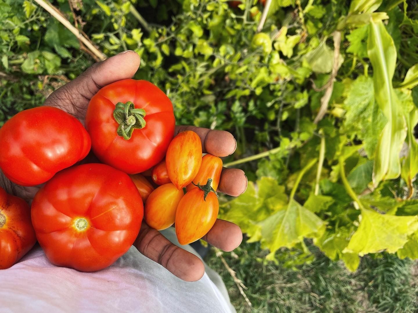 A handful of just-picked tomatoes held above the garden bed