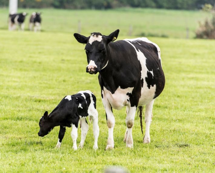 Make cows cycle out of thin air.