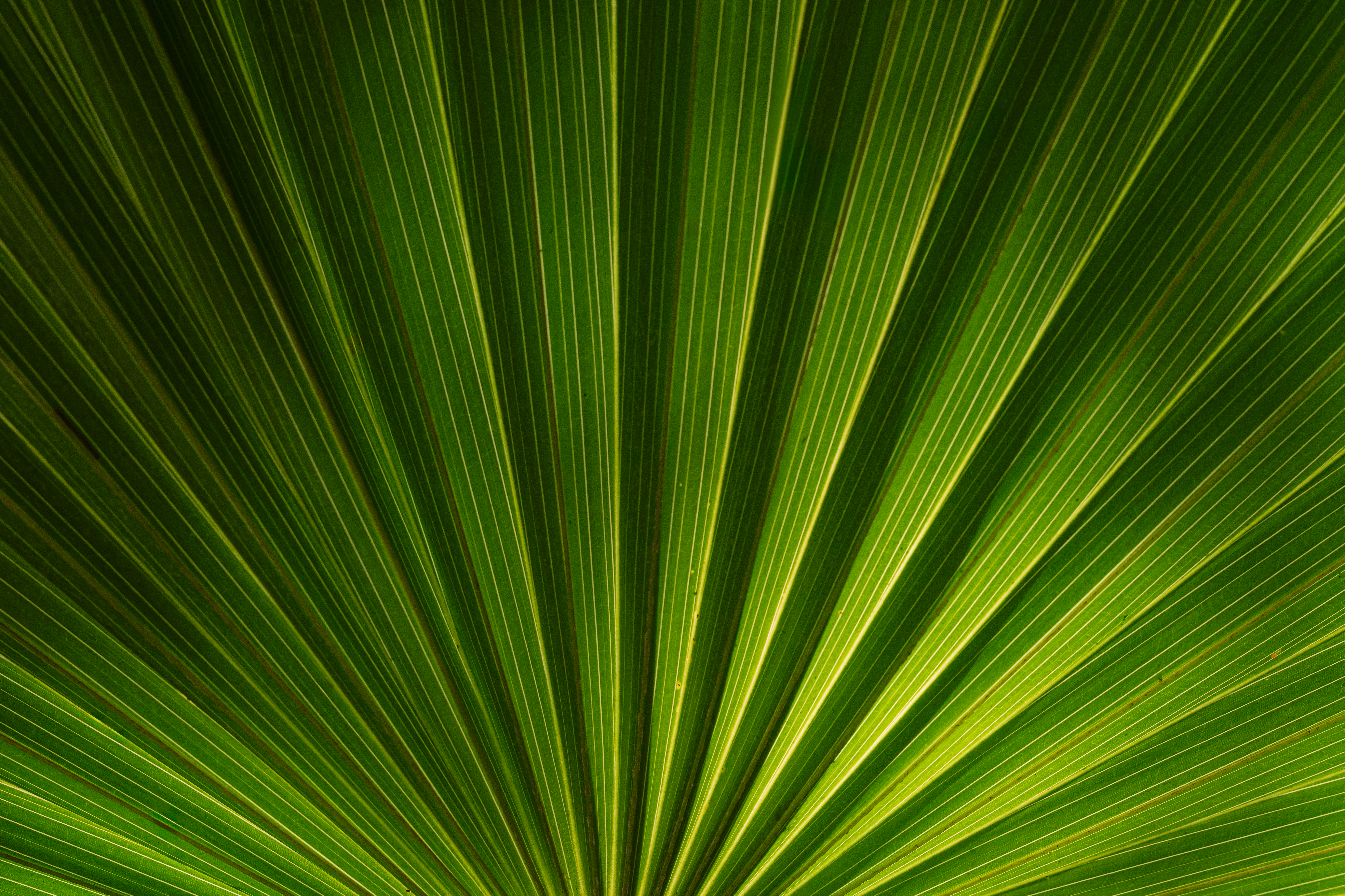 A close up image of a palm frond