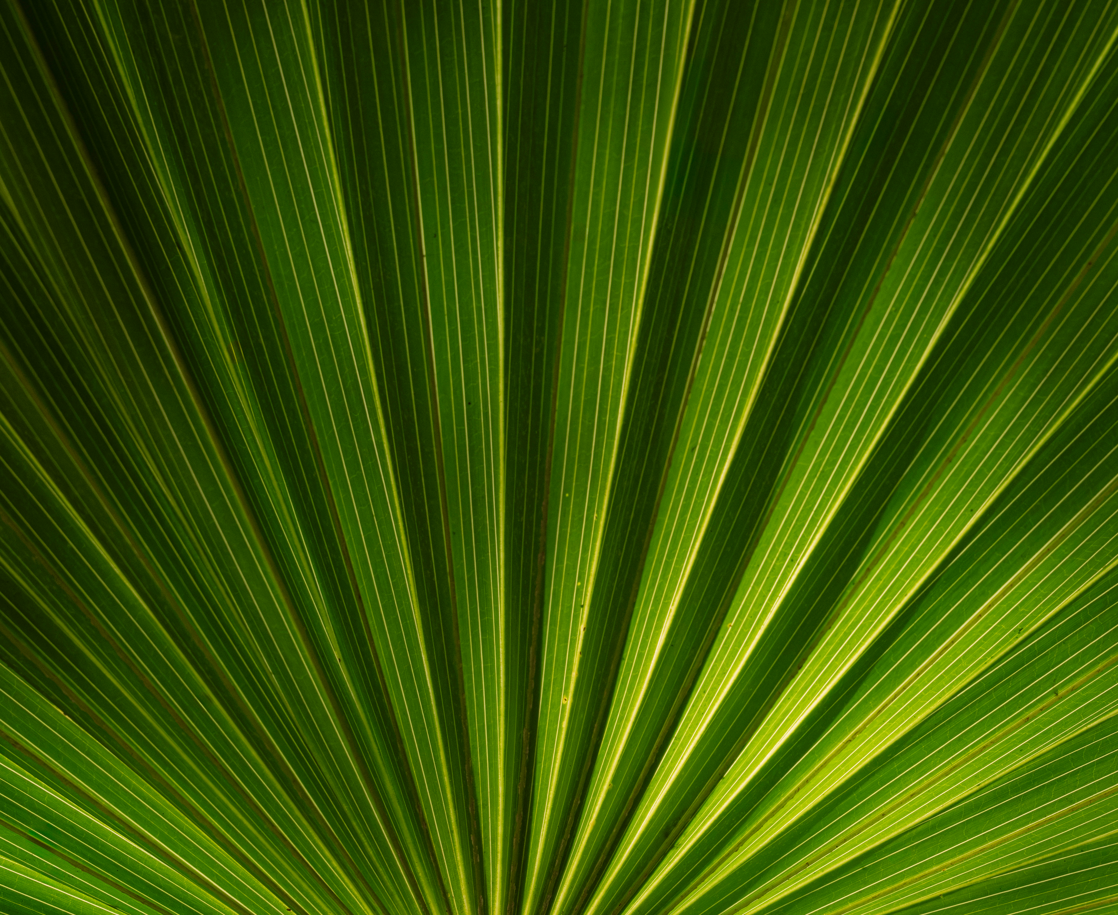 A close up image of a palm frond