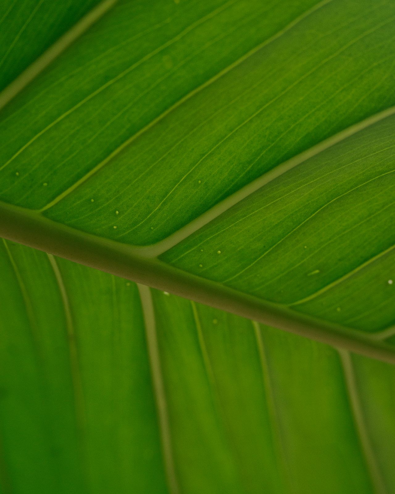 A green leaf with the stem and veins visible