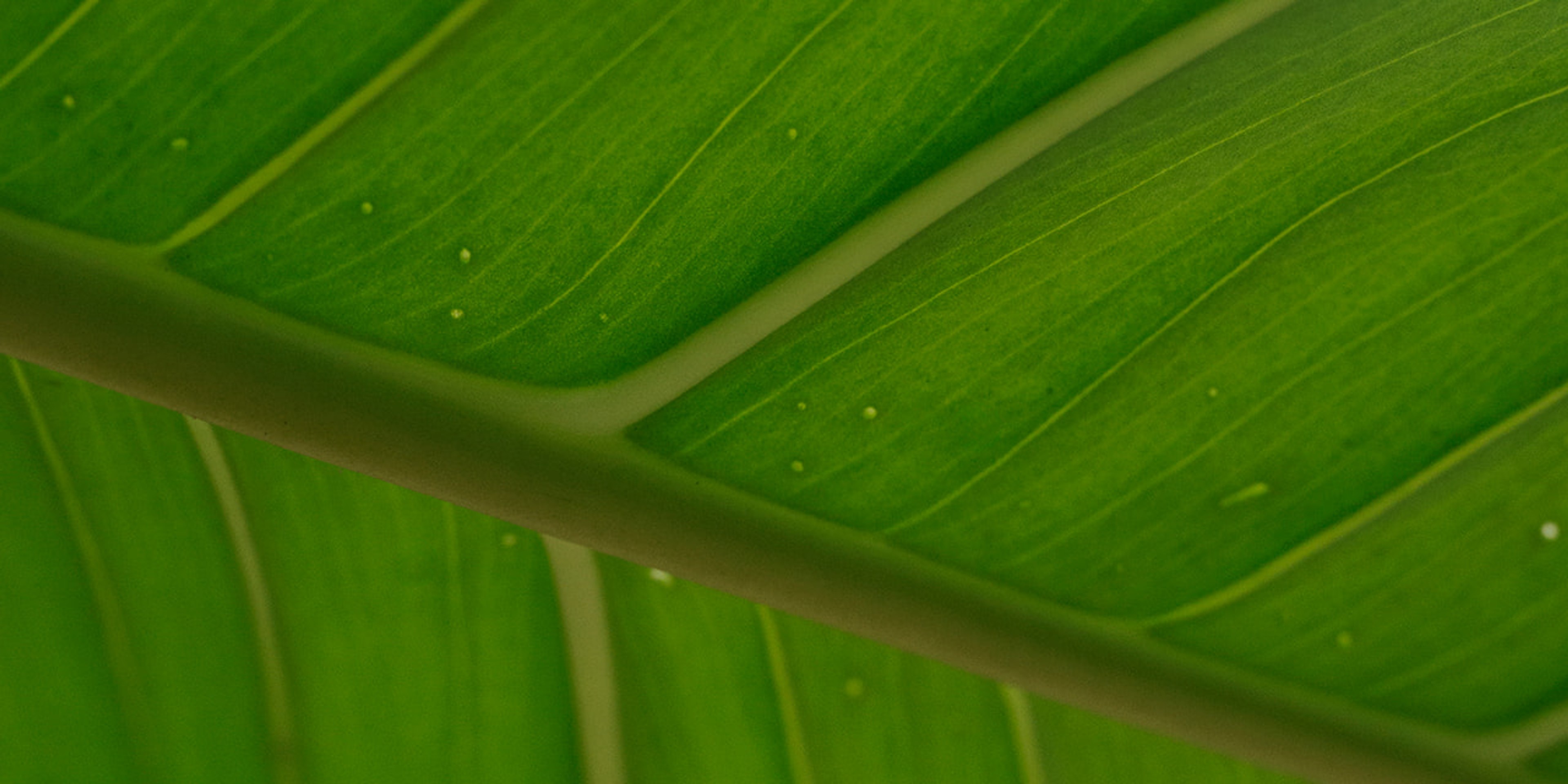 A green leaf with the stem and veins visible