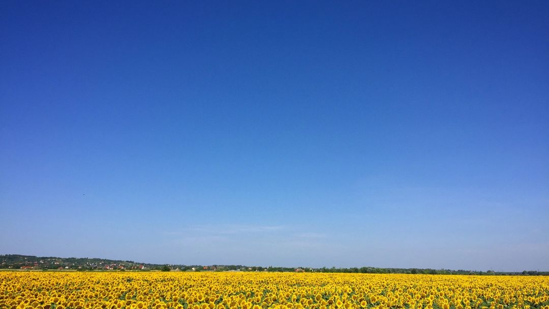 Sunflower field with blue sky 