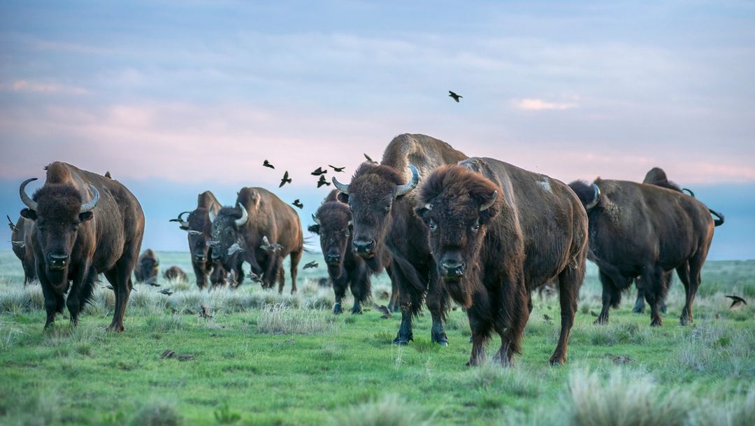 Bison on prairie field