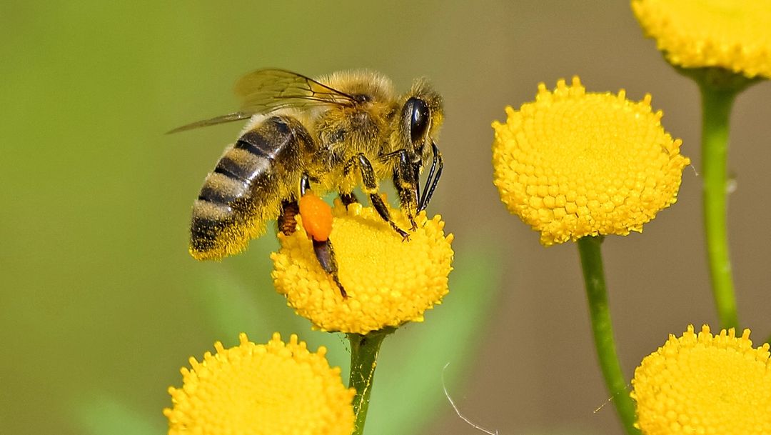 Yellow bee pollinating yellow flowers 