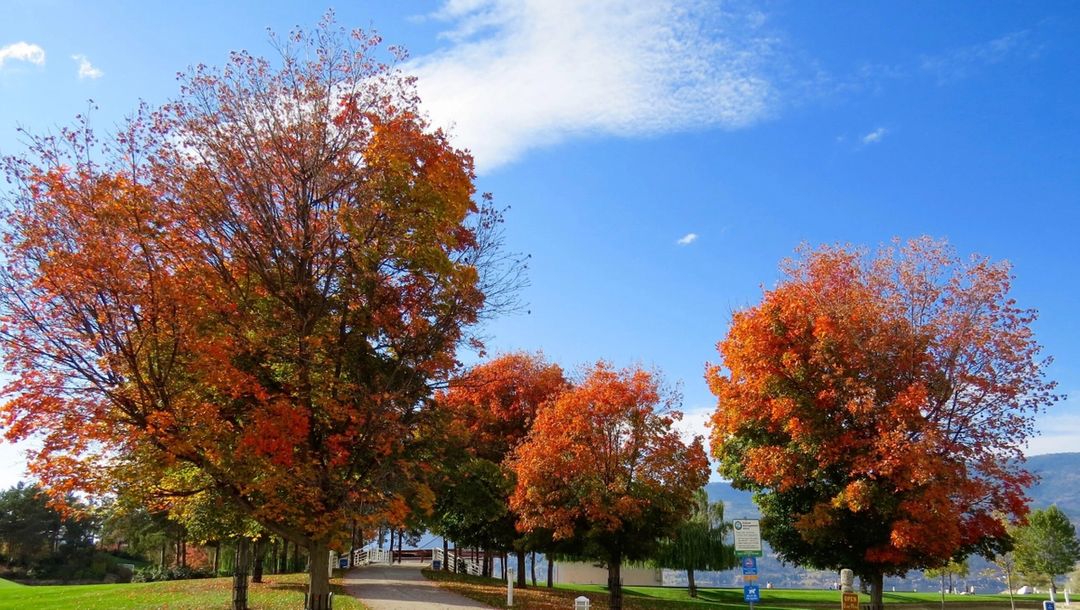 Park with trees with red leaves and blue sky