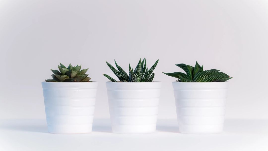 Three potted succulents against white backdrop