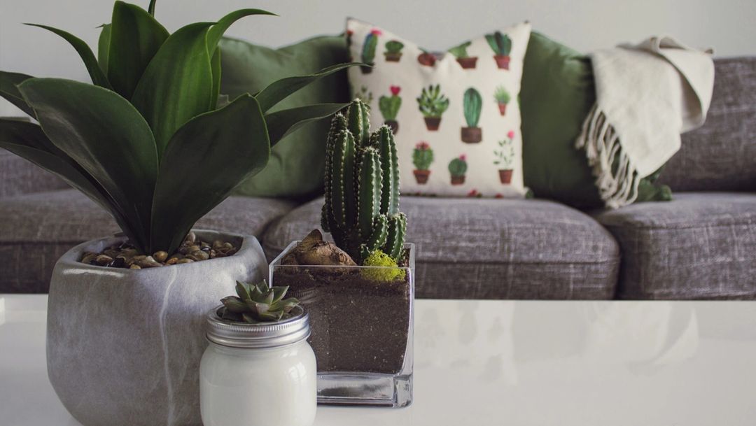 Grey couch with cacti throw pillow and succulents on white coffee table