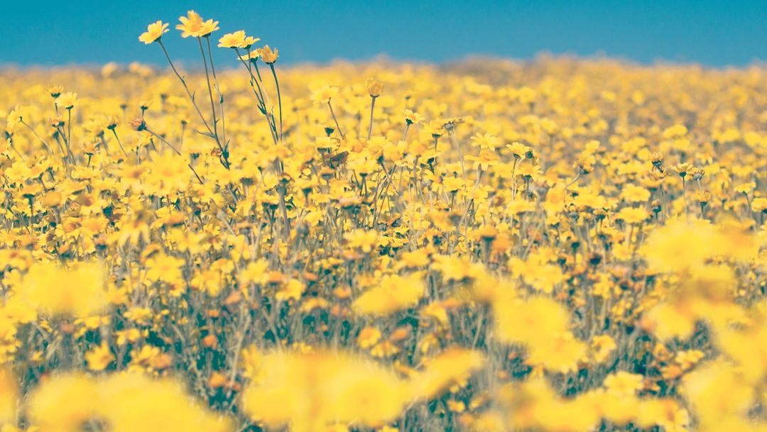 A Field of Yellow Wildflowers