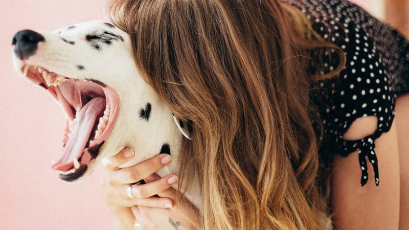 Top 10 French Dog Influencers for 2021