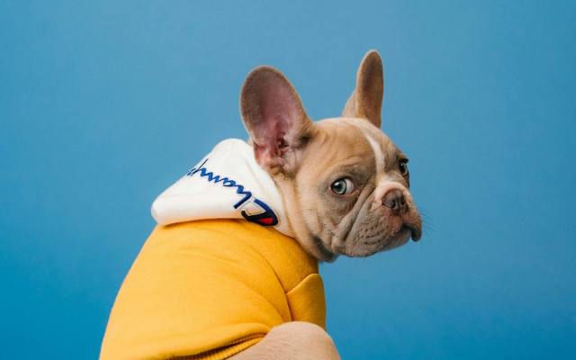 Top 25 UK Pet Influencers