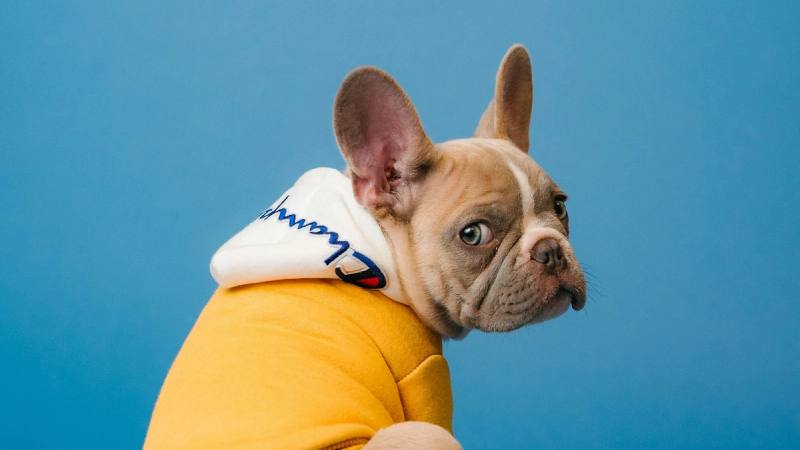 Top 25 UK Pet Influencers