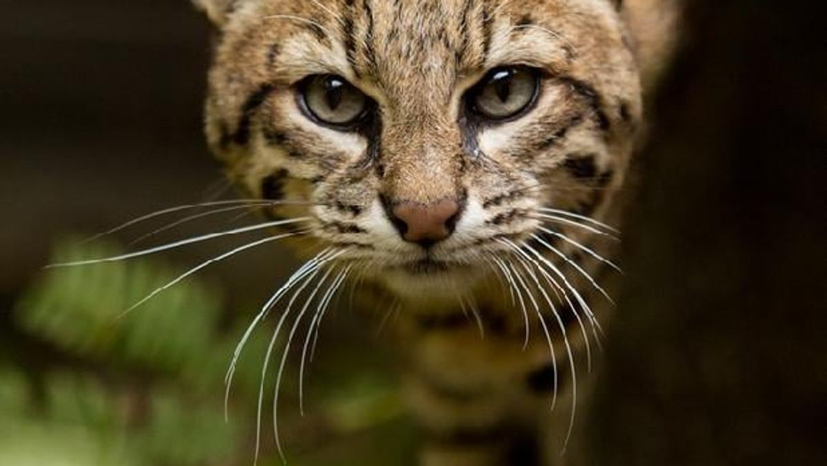 TOP tým Moravskoslezský kraj se stal adoptivním rodičem