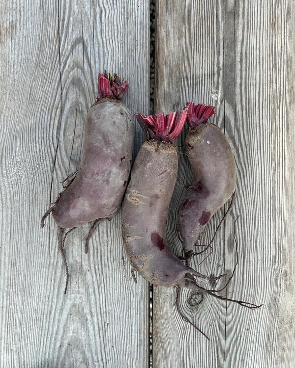 Långa Rödbetor