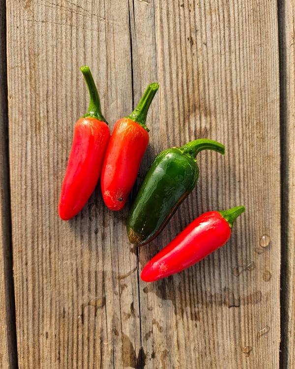 Jalapenochili