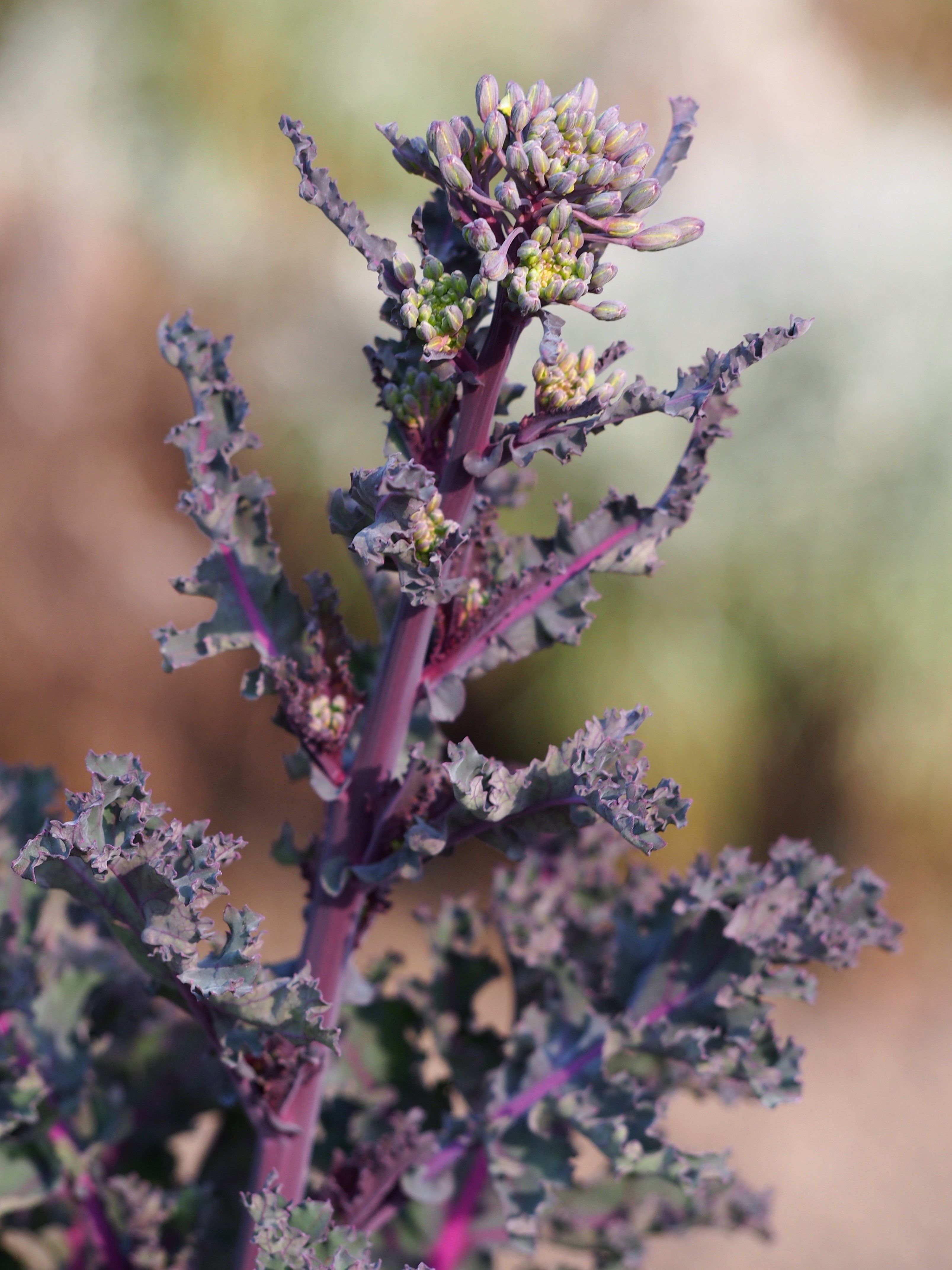 Black Kale
