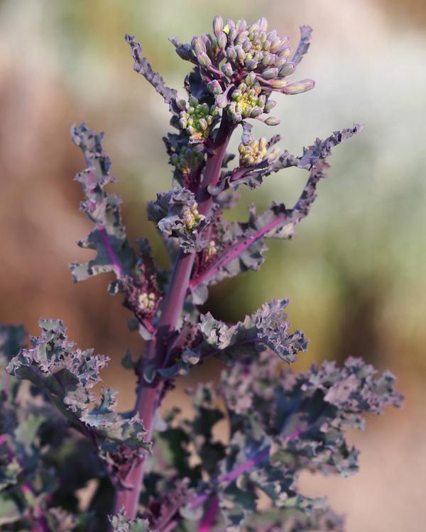 Black Kale