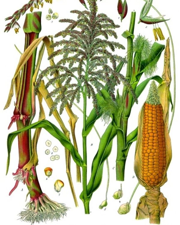 Corn