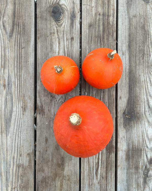 Pumpa Orange Hokkaido