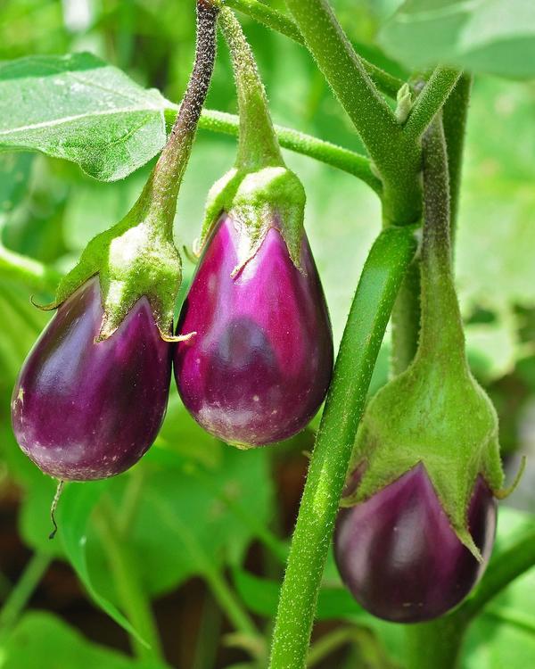 Aubergine