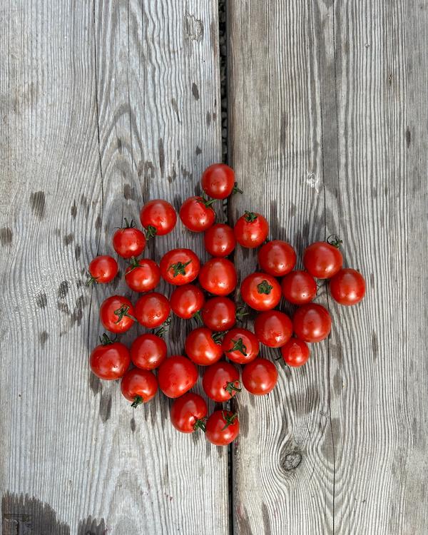 Röda körsbärstomater