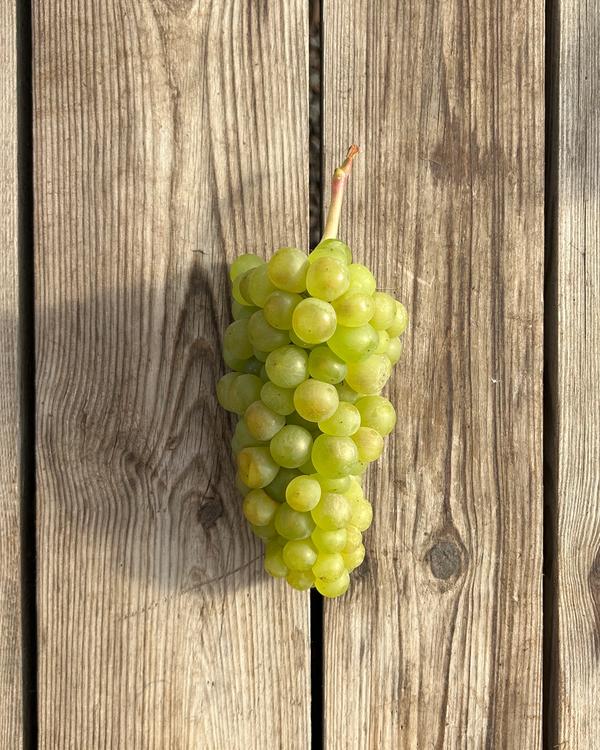 Gröna druvor