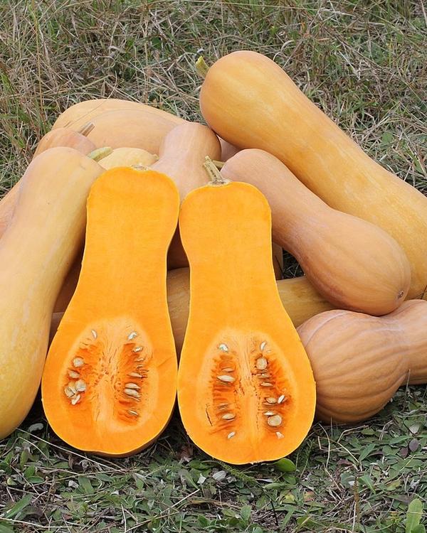 Pumpa butternut