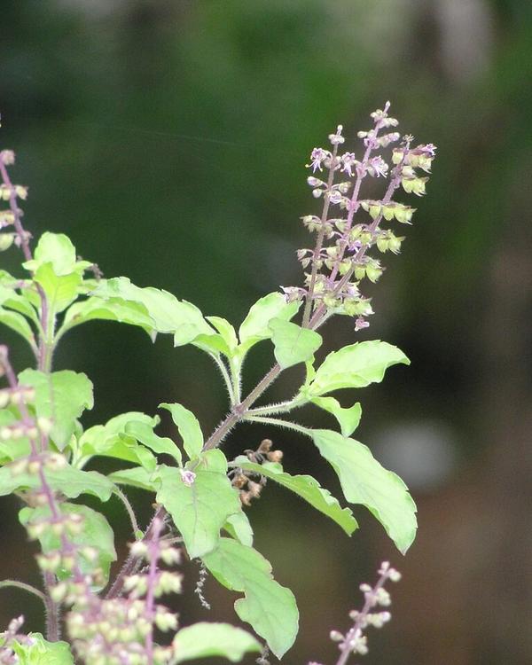Holy basil
