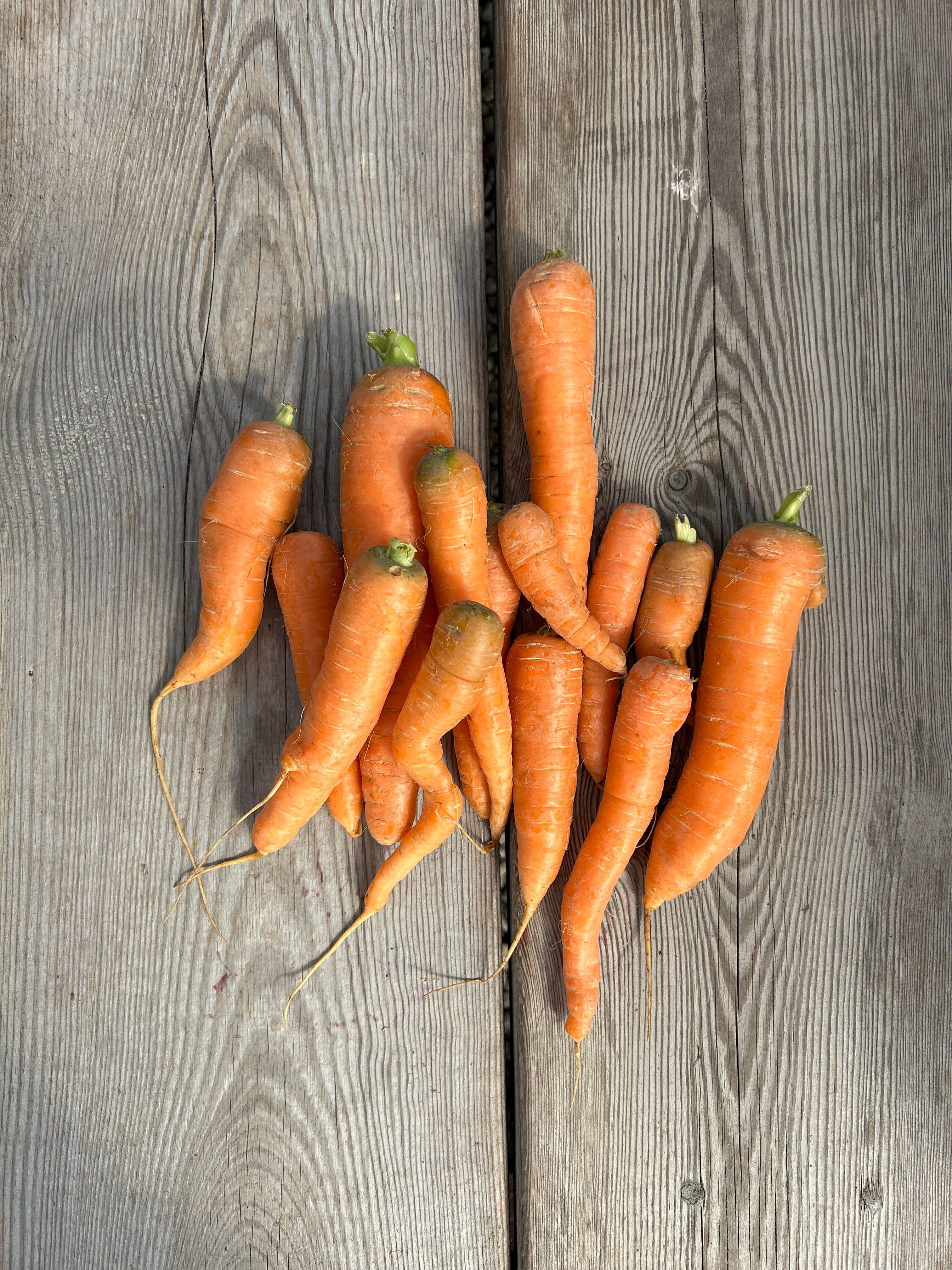 Morötter Mix Farger