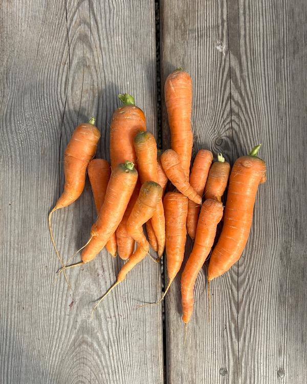 Morötter Mix Farger