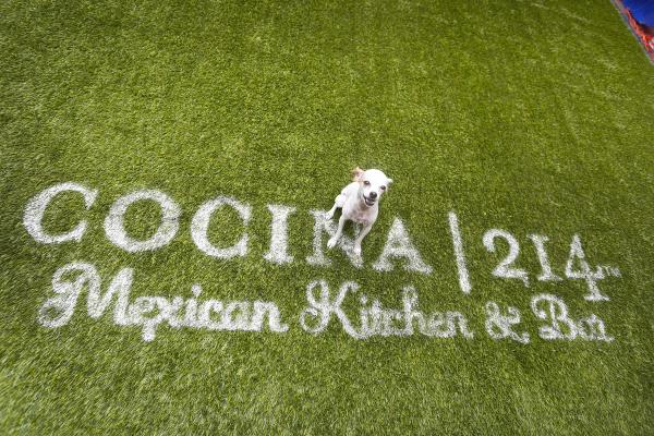 image from Pictures from the 7th Annual Running of the Chihuahuas