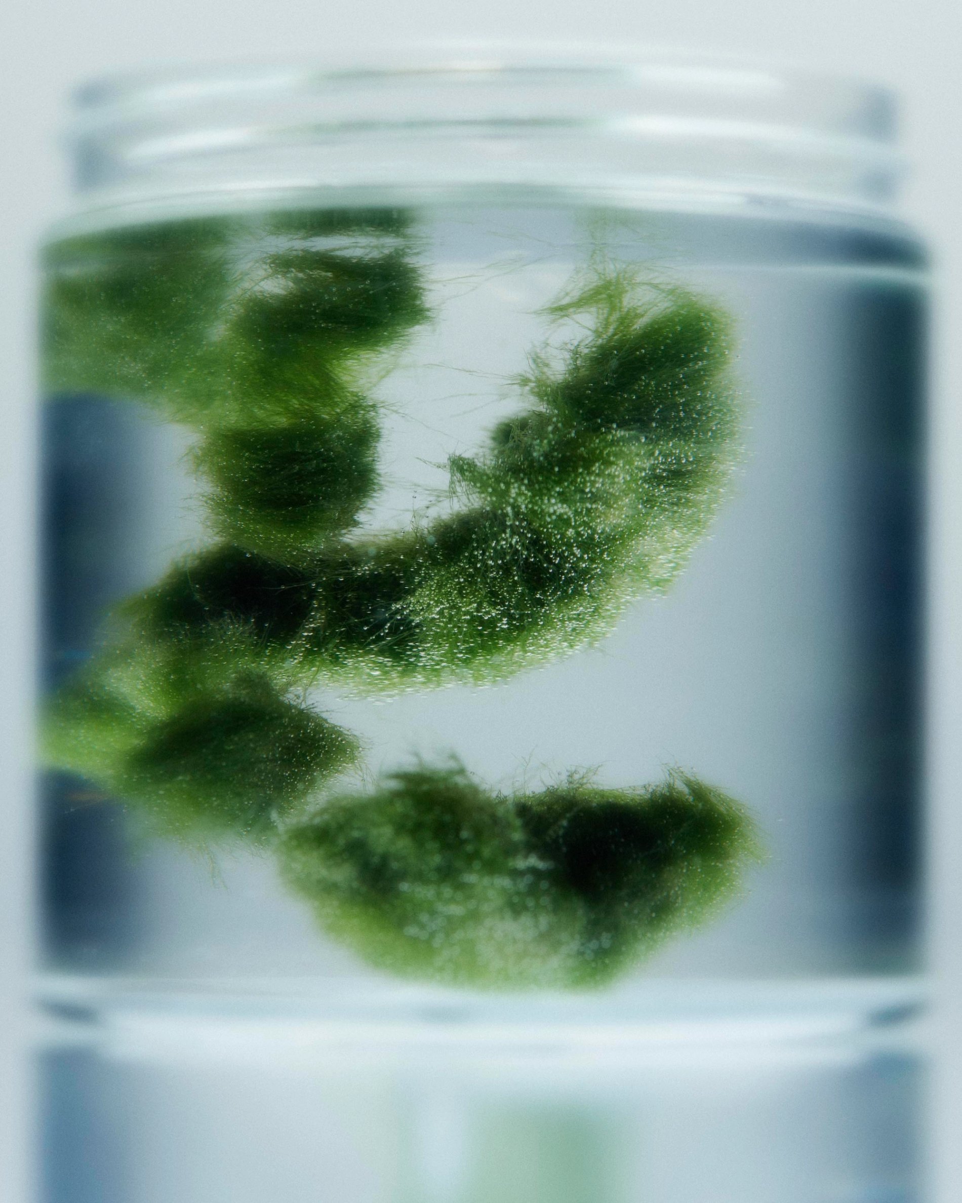 octo — image 2